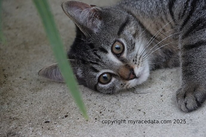 cat